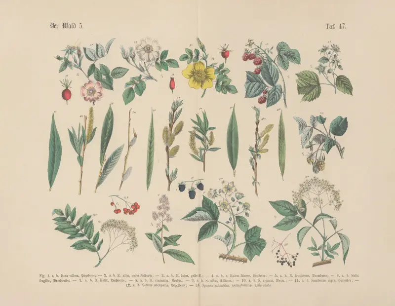 Lehrbuch der praktischen Pflanzenkunde in Wort und Bild Pl.47 av Carl Hoffmann