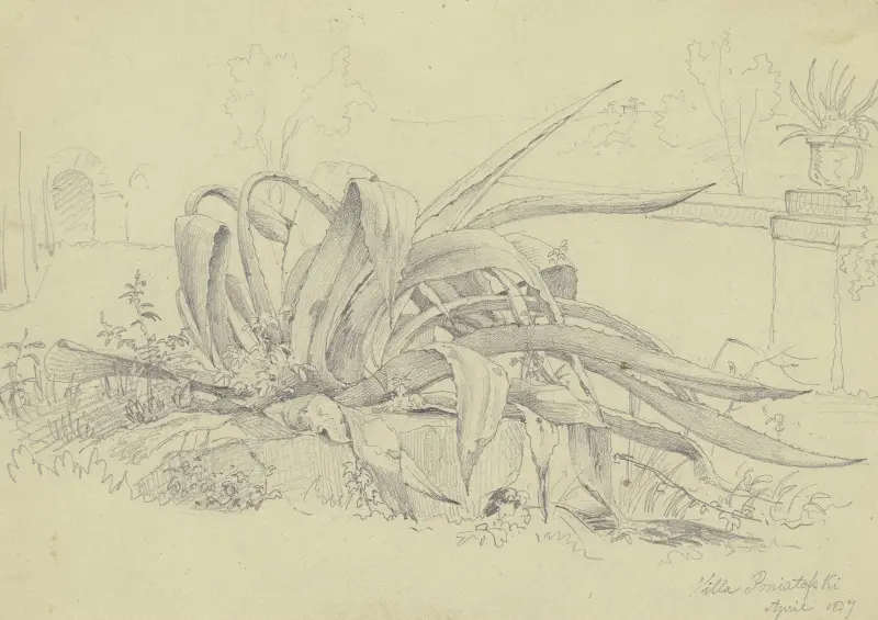 Pflanzenstudie (Agave) aus der Villa Poniatowski von Carl Morgenstern