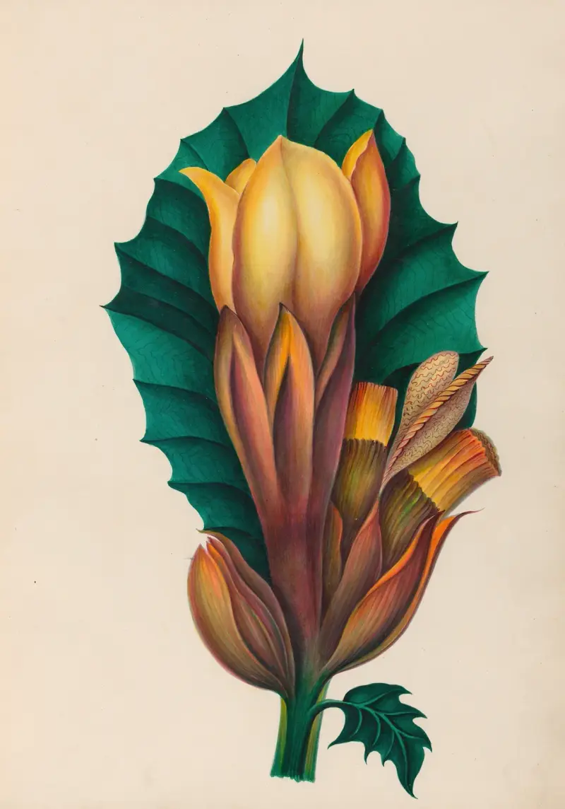 Teckningar av tropiska blommor och frukter från Sydamerika, plansch 2 av Charles Empson
