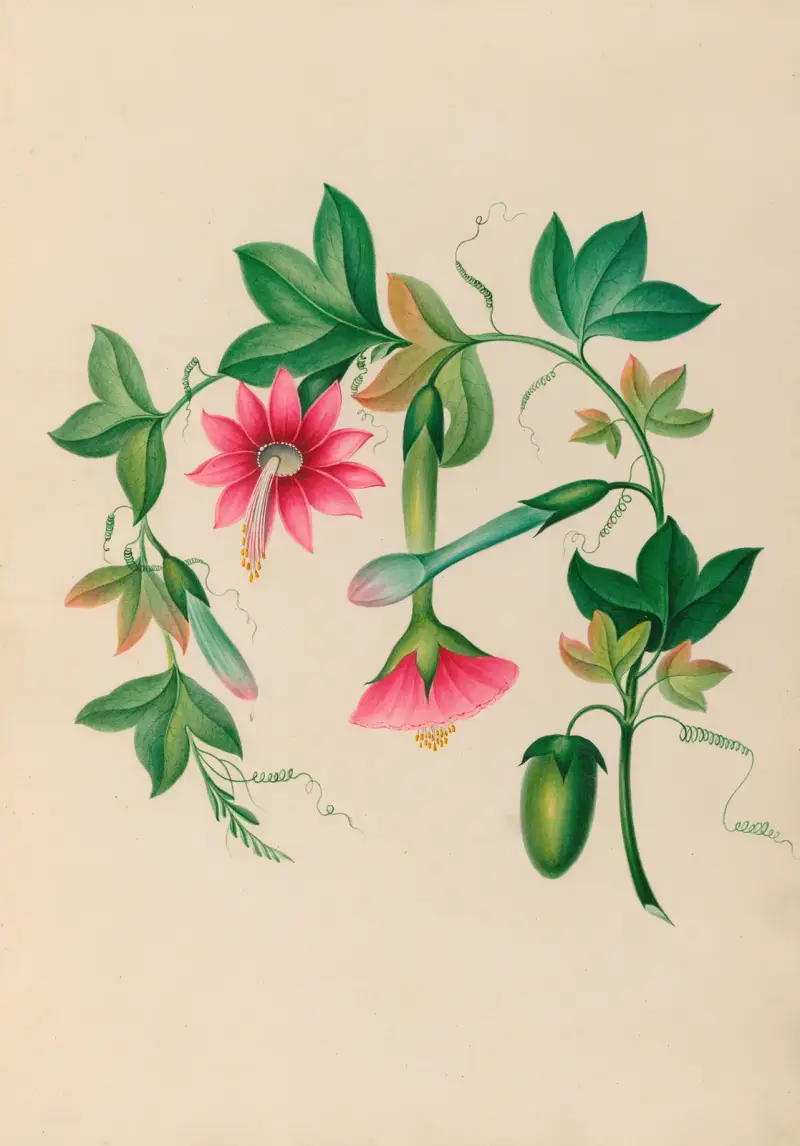 Teckningar av tropiska blommor och frukter från Sydamerika, plansch 3 av Charles Empson