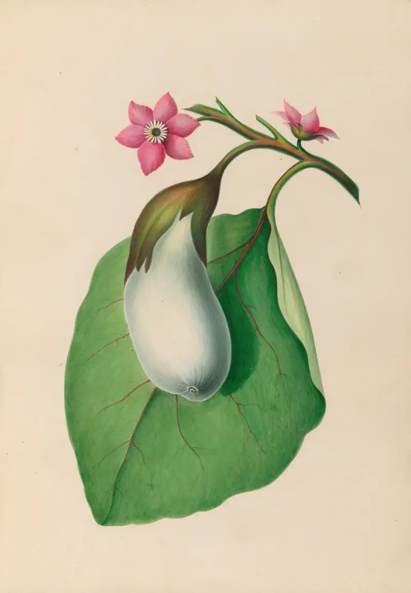 Teckningar av tropiska blommor och frukter från Sydamerika, plansch 7 av Charles Empson