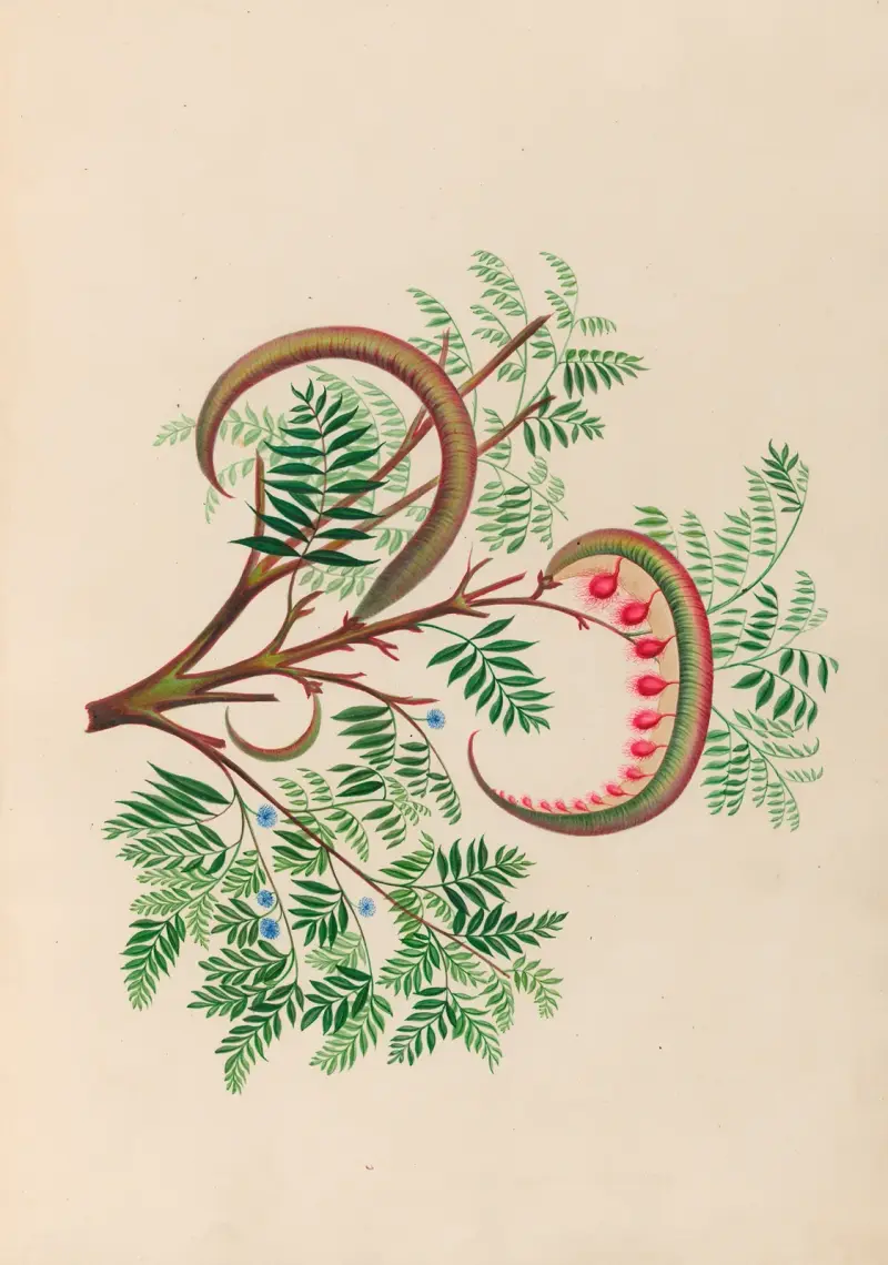 Teckningar av tropiska blommor och frukter från Sydamerika, plansch 9 av Charles Empson