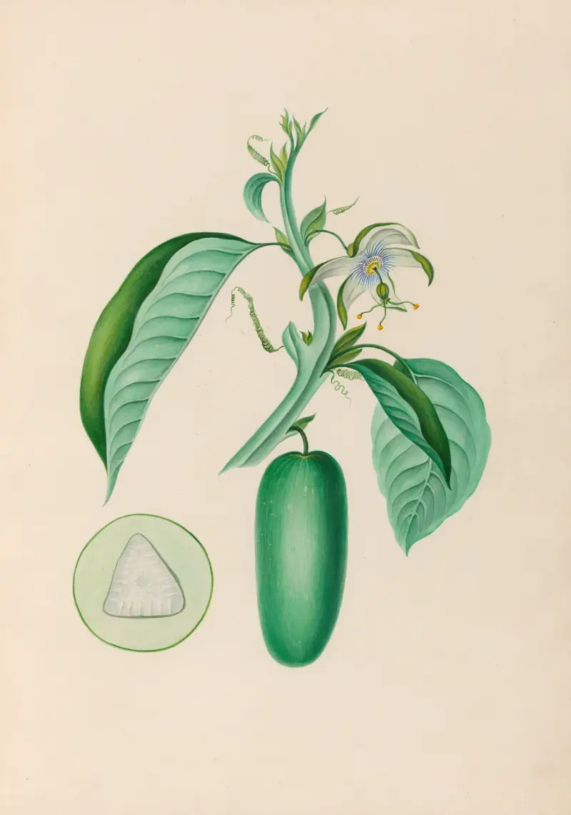 Teckningar av tropiska blommor och frukter från Sydamerika, plansch 10 av Charles Empson