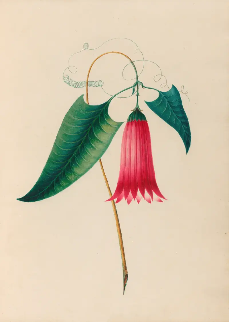 Teckningar av tropiska blommor och frukter från Sydamerika, plansch 12 av Charles Empson