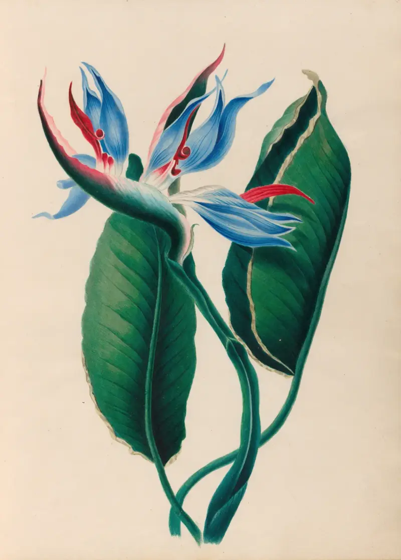 Teckningar av tropiska blommor och frukter från Sydamerika, plansch 13 av Charles Empson