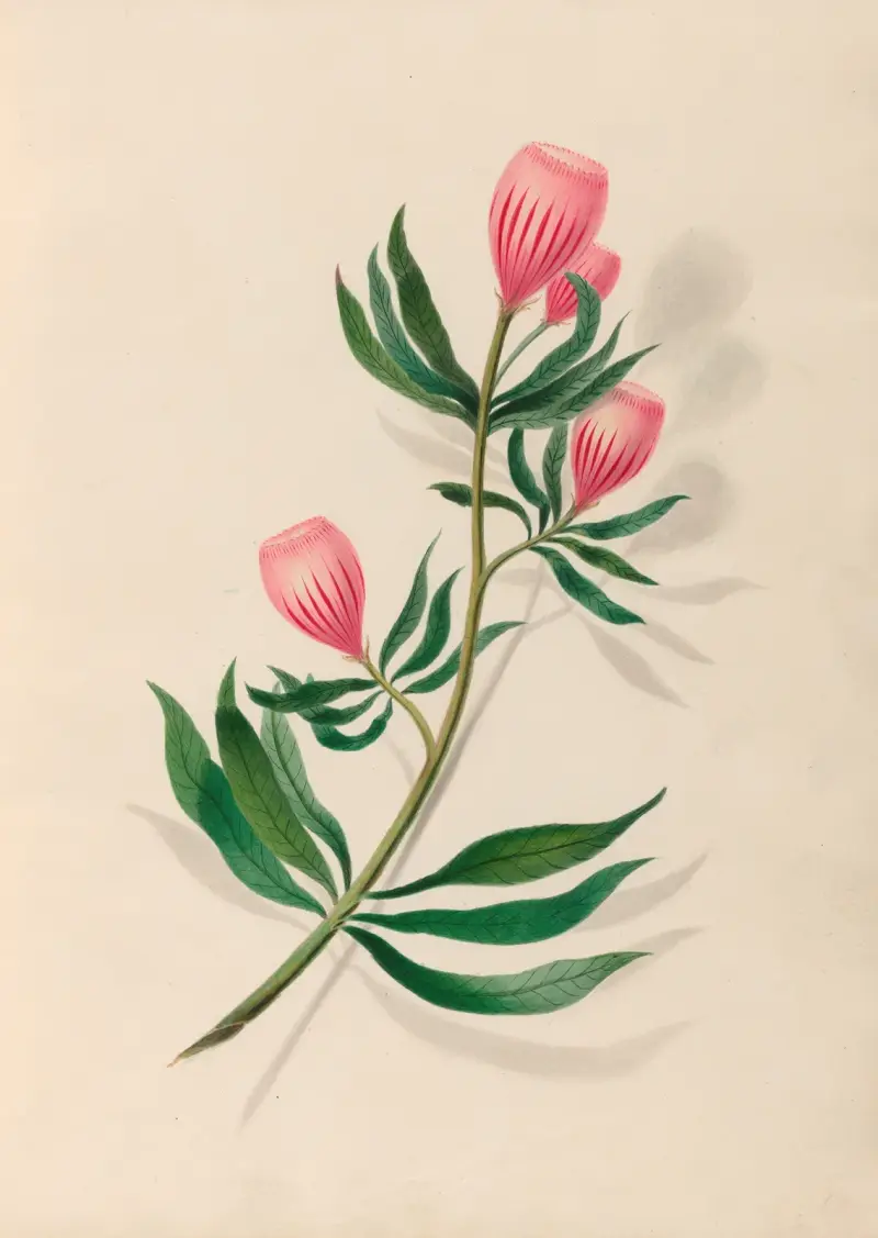 Teckningar av tropiska blommor och frukter från Sydamerika, plansch 14 av Charles Empson