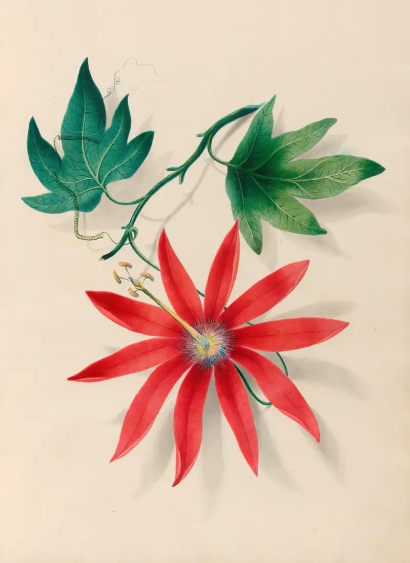 Teckningar av tropiska blommor och frukter från Sydamerika, plansch 16 av Charles Empson