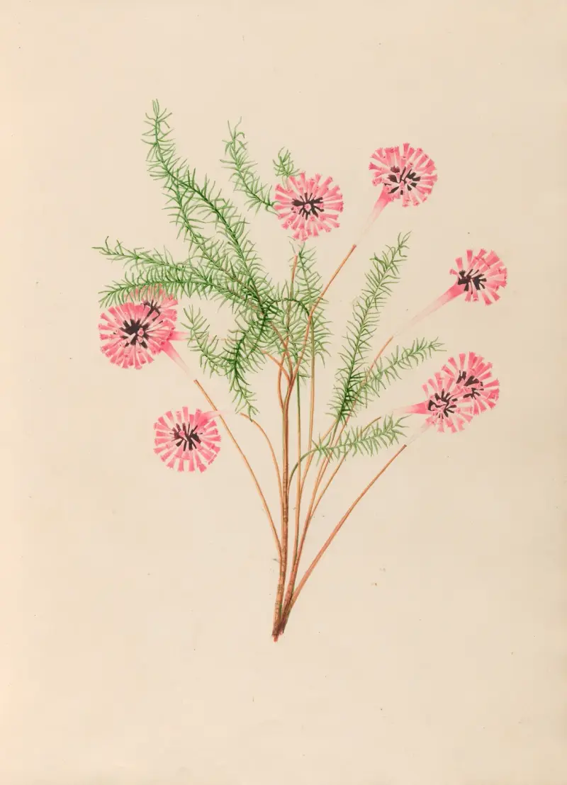 Teckningar av tropiska blommor och frukter från Sydamerika, plansch 21 av Charles Empson