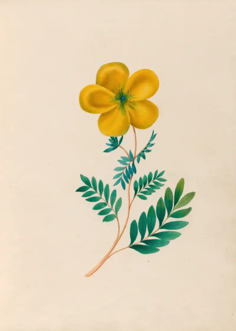 Teckningar av tropiska blommor och frukter från Sydamerika, plansch 22 av Charles Empson