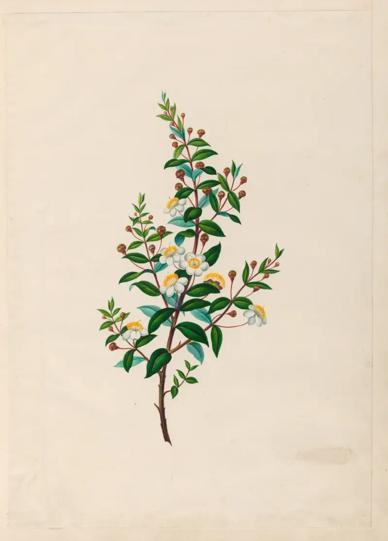 Teckningar av tropiska blommor och frukter från Sydamerika, plansch 23 av Charles Empson