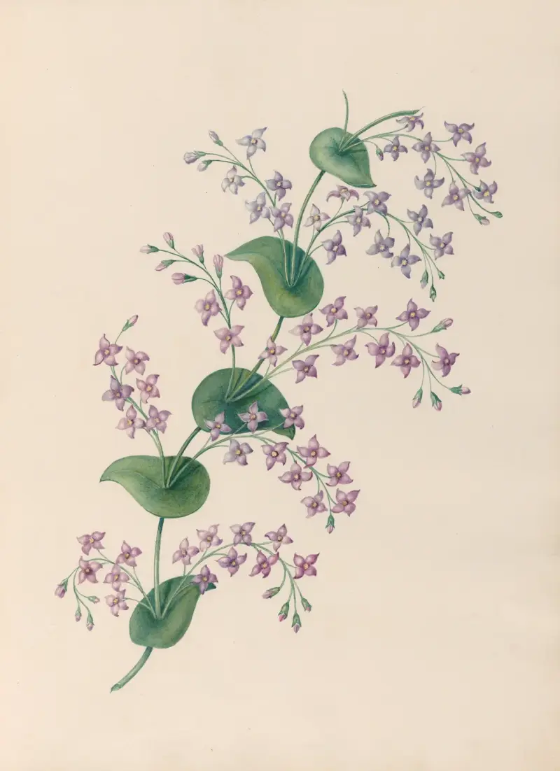 Teckningar av tropiska blommor och frukter från Sydamerika, plansch 27 av Charles Empson