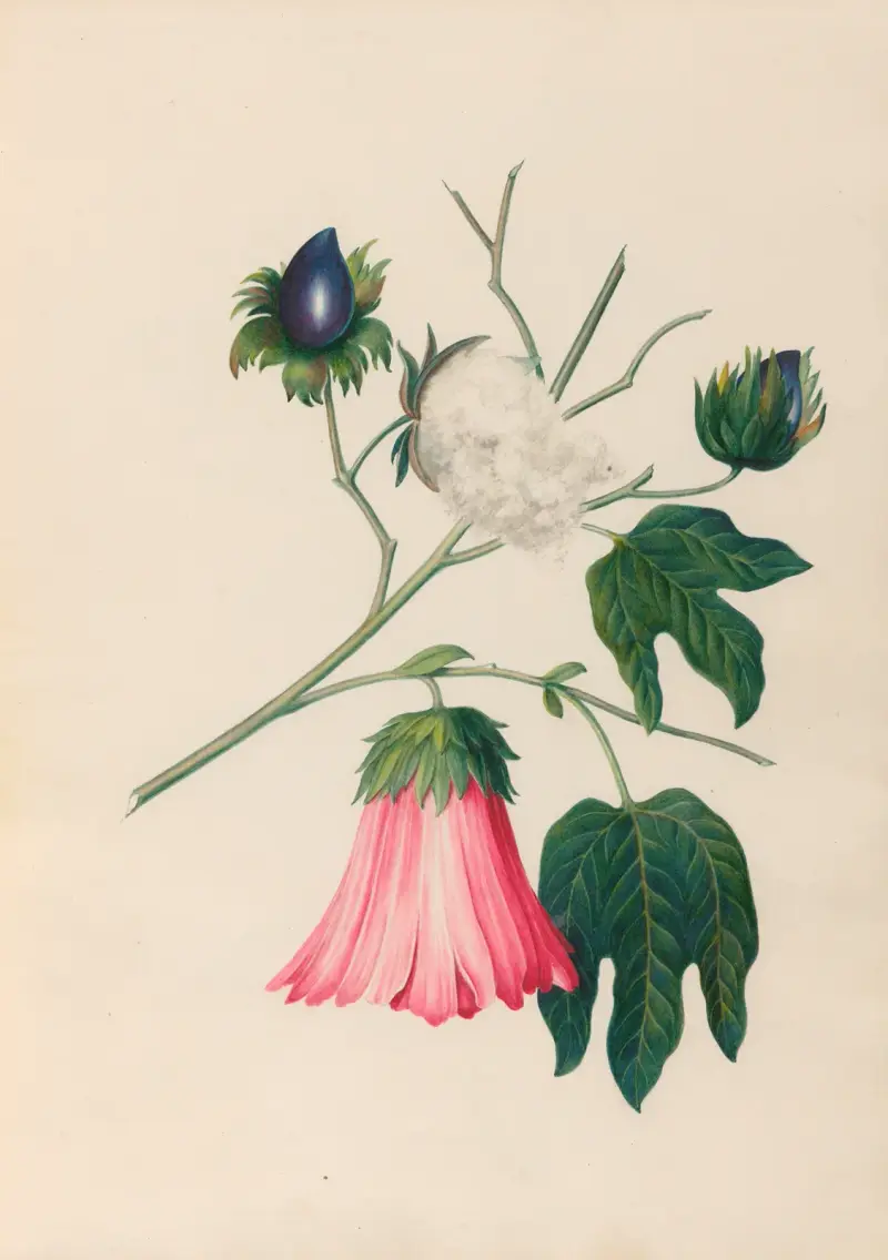 Teckningar av tropiska blommor och frukter från Sydamerika, plansch 29 av Charles Empson