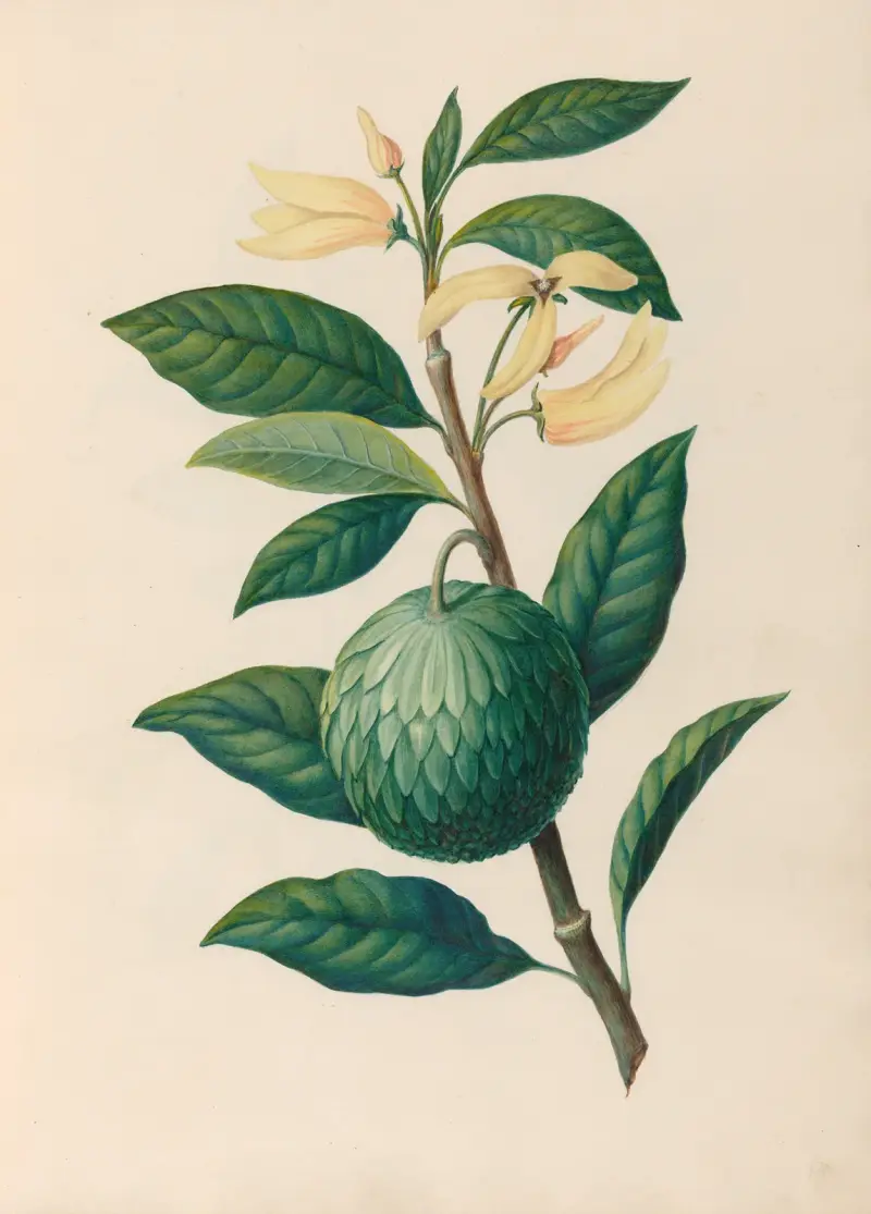Teckningar av tropiska blommor och frukter från Sydamerika, pl. 30 av Charles Empson