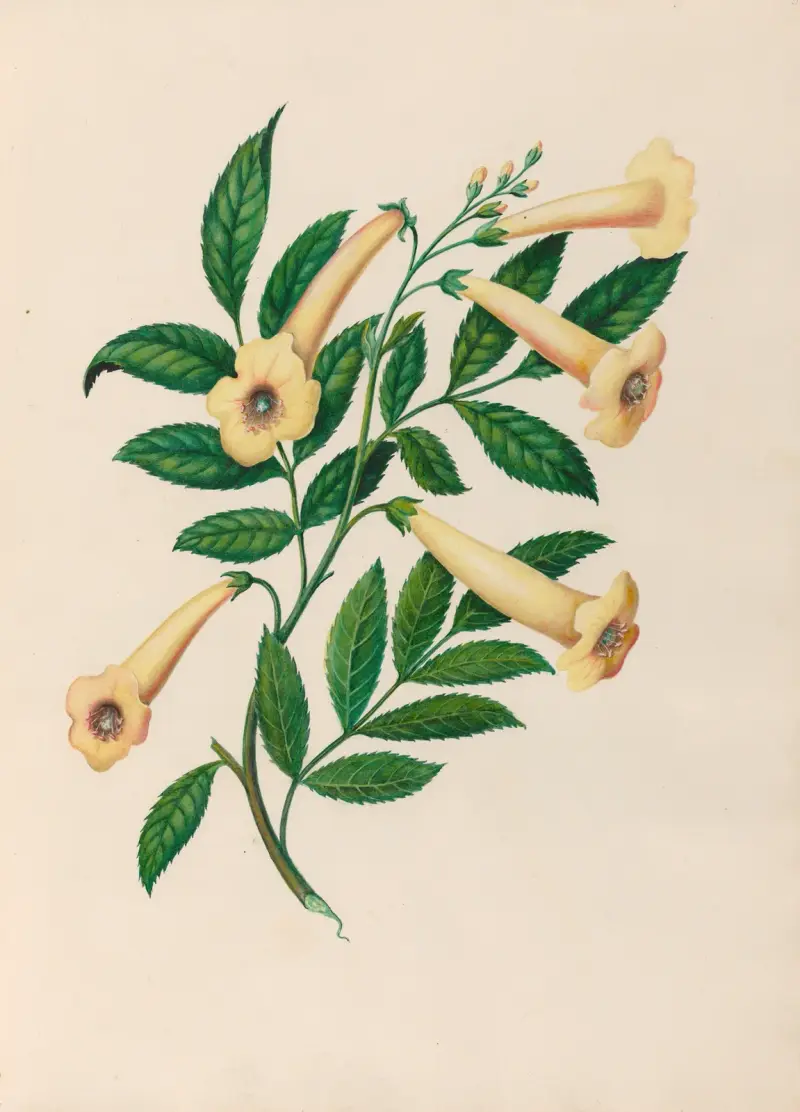Teckningar av tropiska blommor och frukter från Sydamerika, plansch 31 av Charles Empson