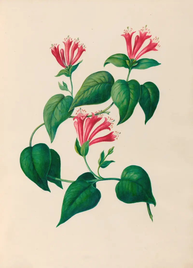 Teckningar av tropiska blommor och frukter från Sydamerika, pl. 32 av Charles Empson