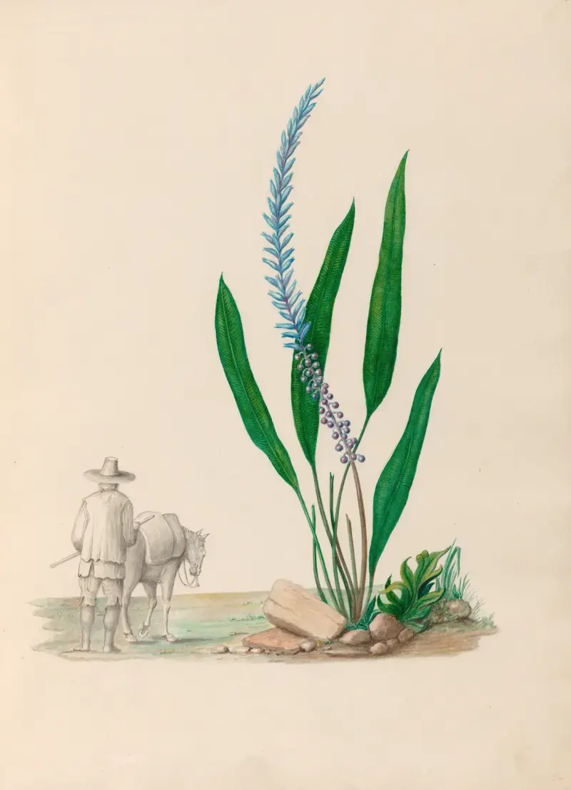 Teckningar av tropiska blommor och frukter från Sydamerika, pl. 33 av Charles Empson