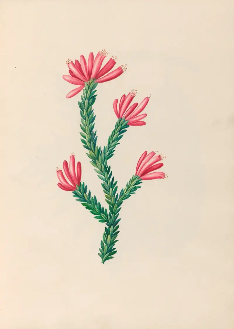 Teckningar av tropiska blommor och frukter från Sydamerika, pl. 34 av Charles Empson