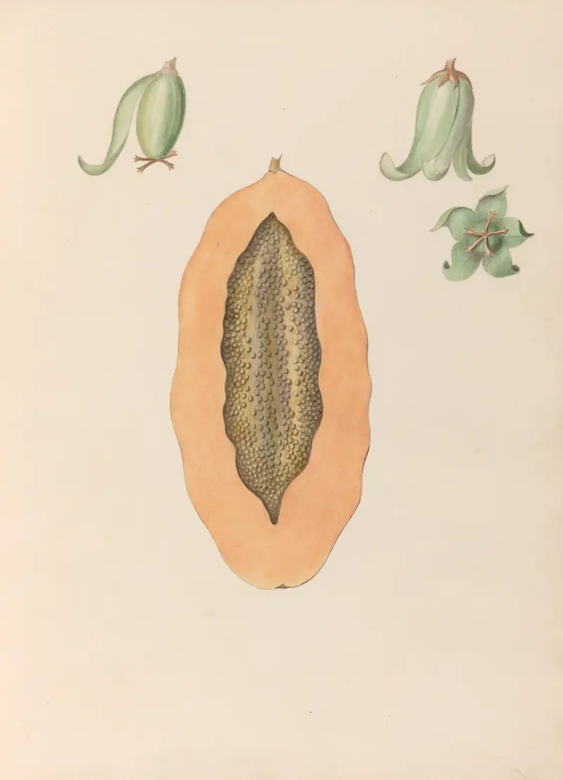 Teckningar av tropiska blommor och frukter från Sydamerika, pl. 36 av Charles Empson