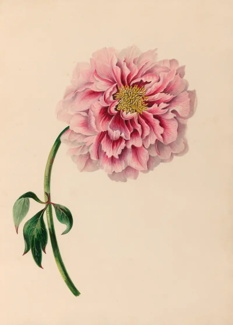 Teckningar av tropiska blommor och frukter från Sydamerika, pl. 38 av Charles Empson