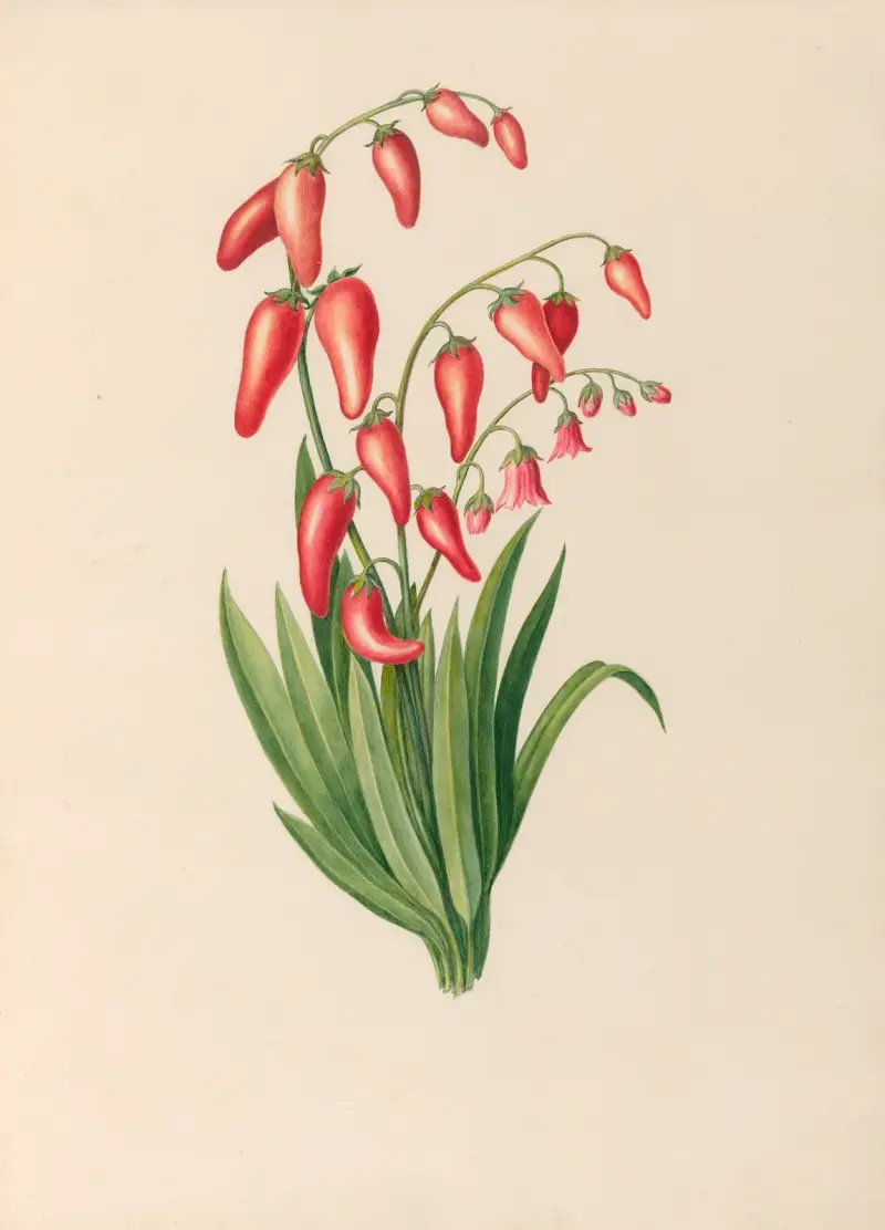 Teckningar av tropiska blommor och frukter från Sydamerika, pl. 39 av Charles Empson