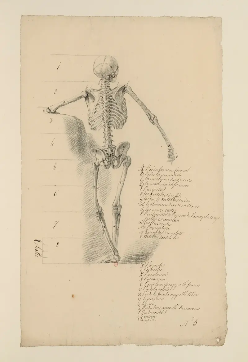 Cahiers d’Anatomie Pl.04 von Charles Monnet