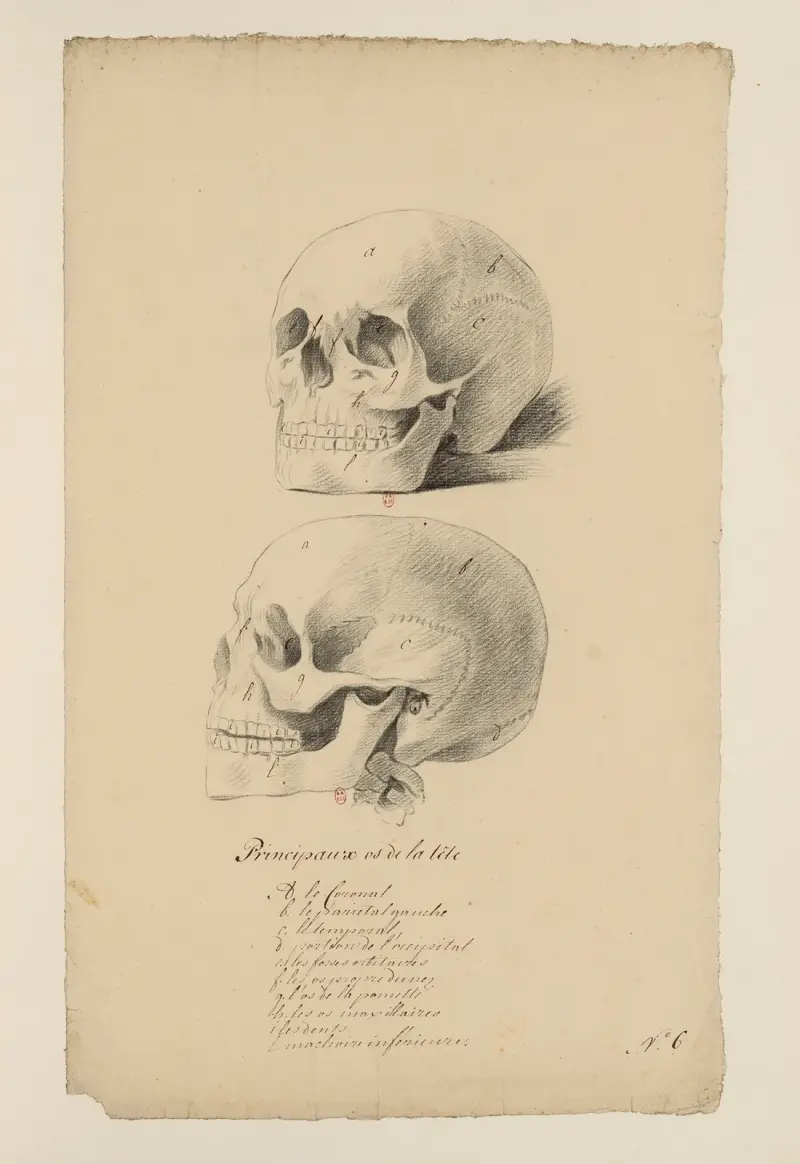 Anatomische Hefte Pl. 05 von Charles Monnet