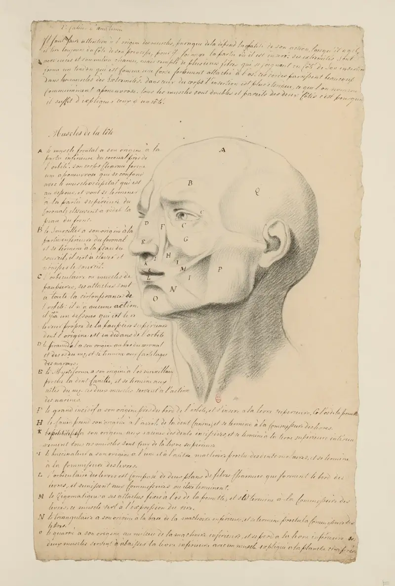 Cahiers d'Anatomie Pl. 06, 18. Jahrhundert von Charles Monnet