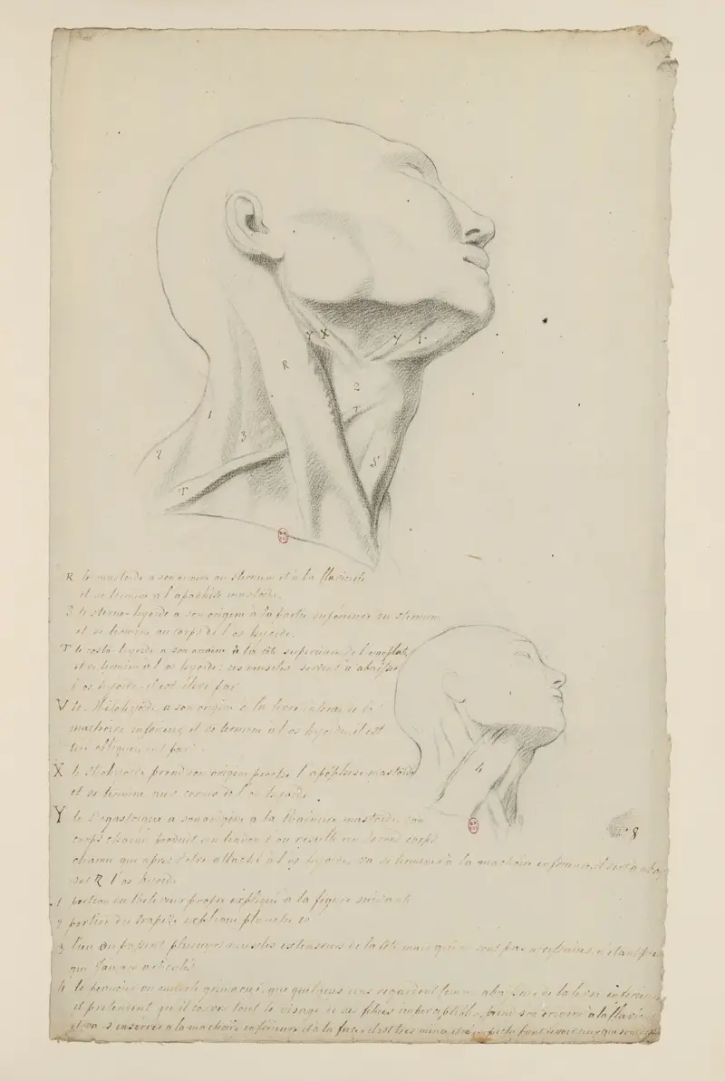 Anatomische Notizen, Tafel 7 von Charles Monnet