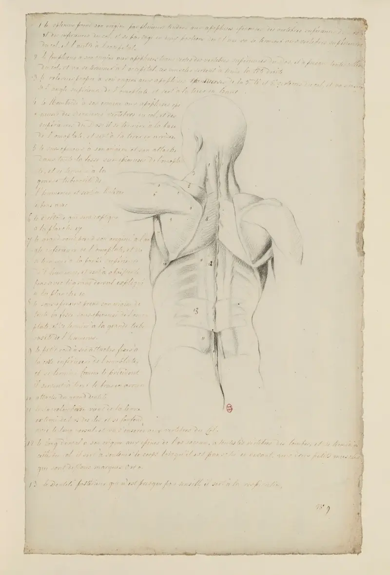 Anatomische Hefte Pl.08 von Charles Monnet