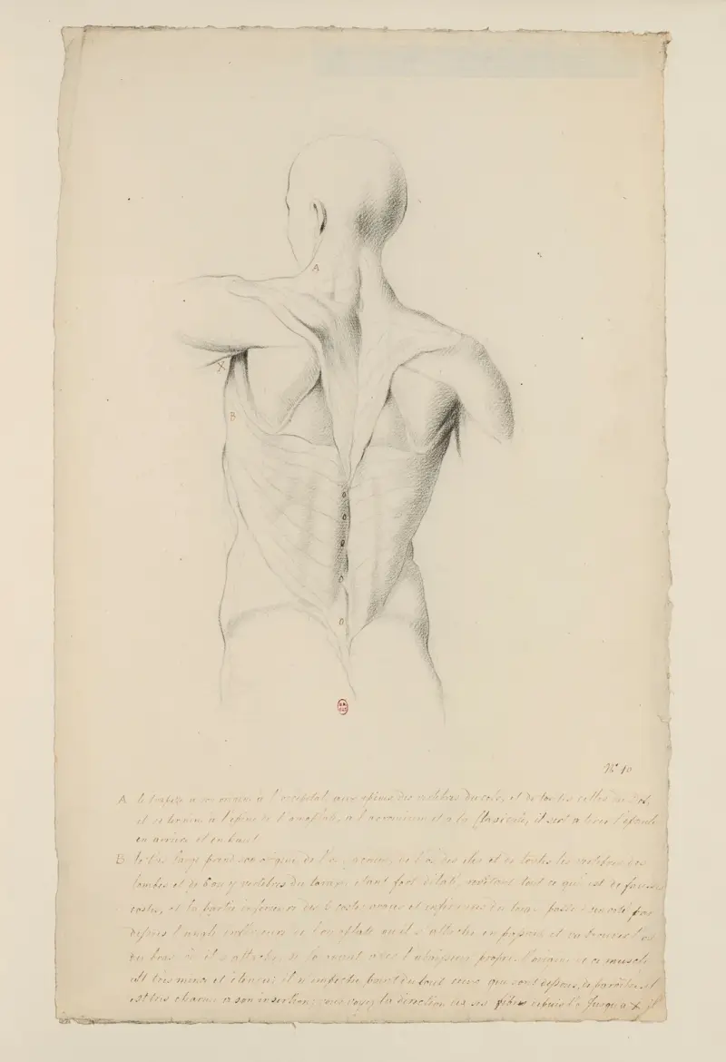 Cahiers d’Anatomie Pl.09 von Charles Monnet
