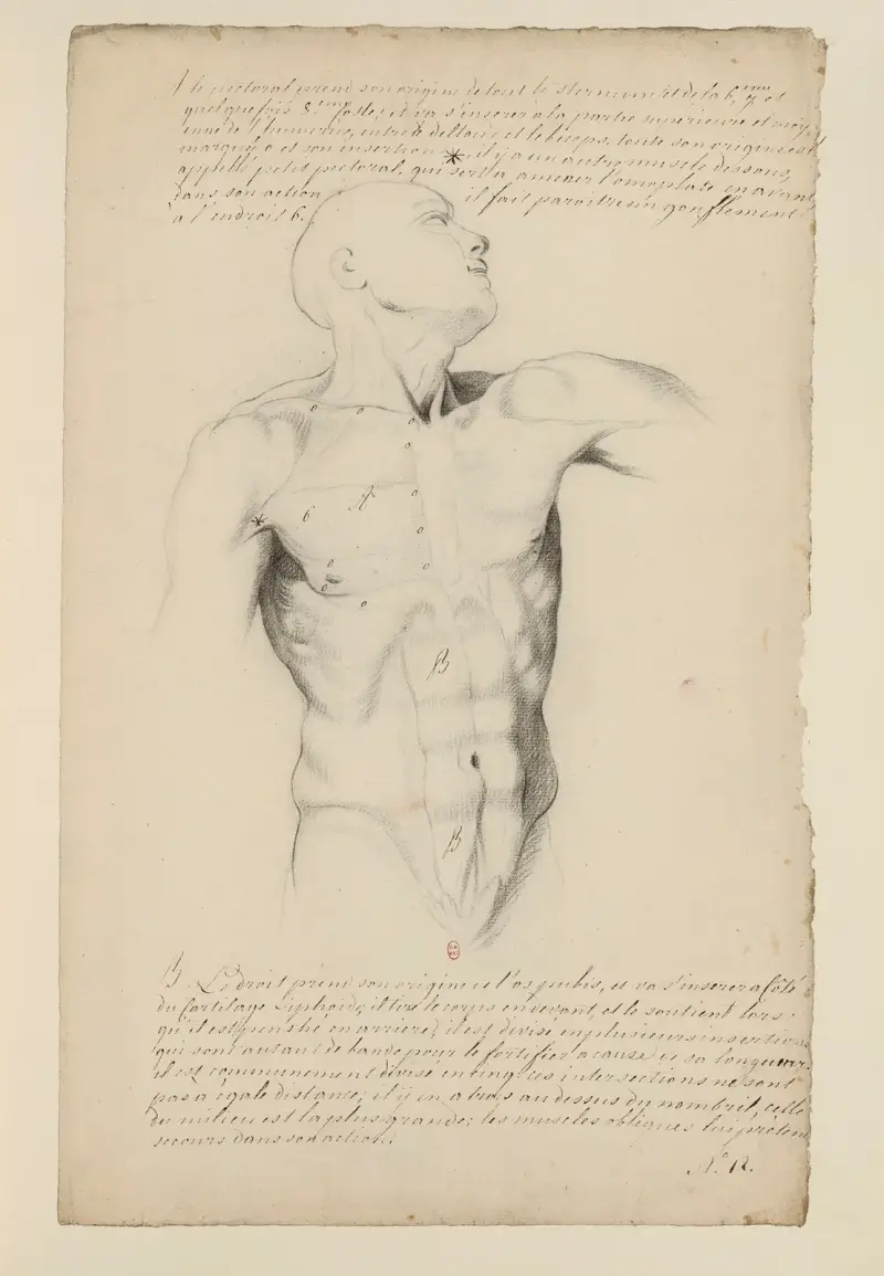 Anatomiehefte Taf. 11 von Charles Monnet