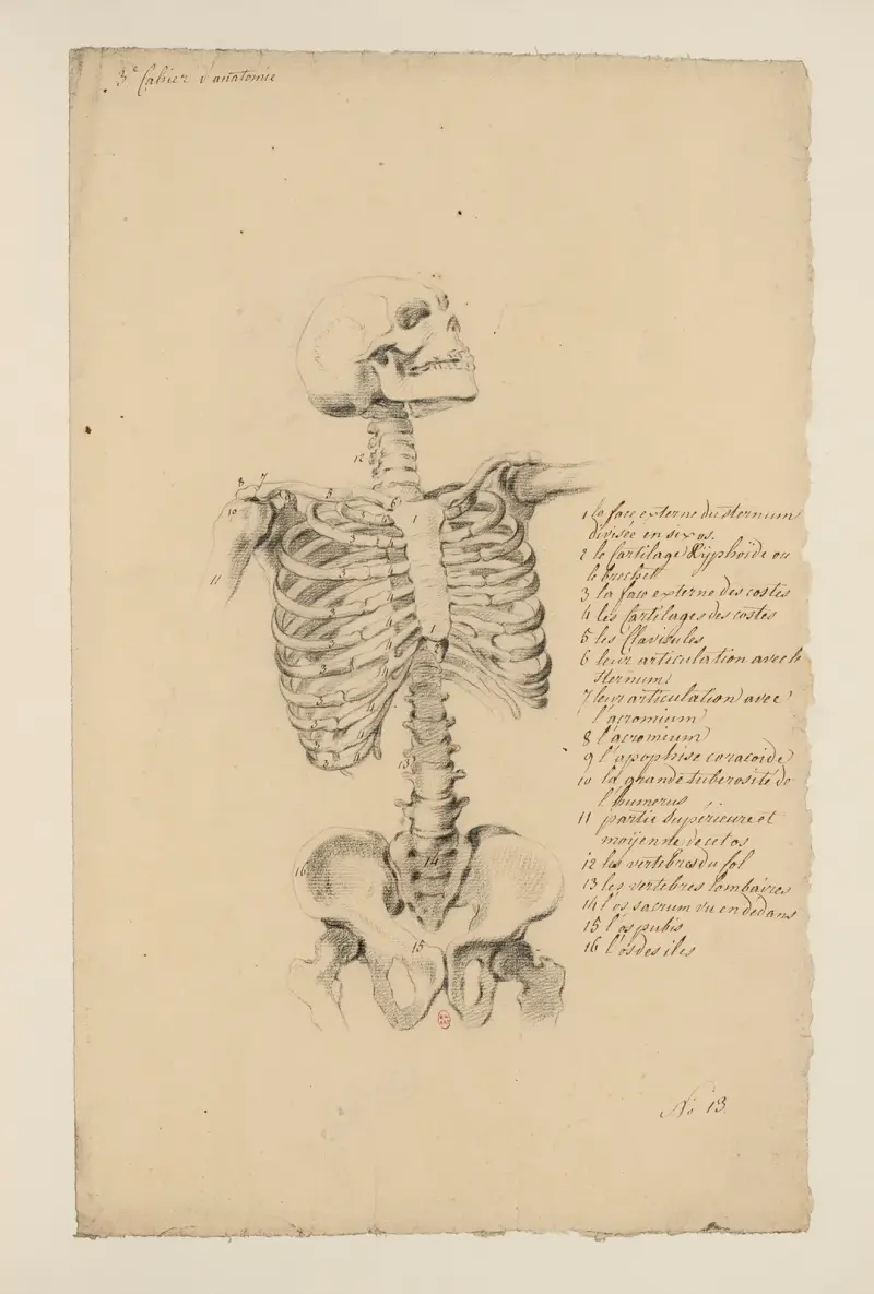 Cahiers d'Anatomie Pl.12 von Charles Monnet