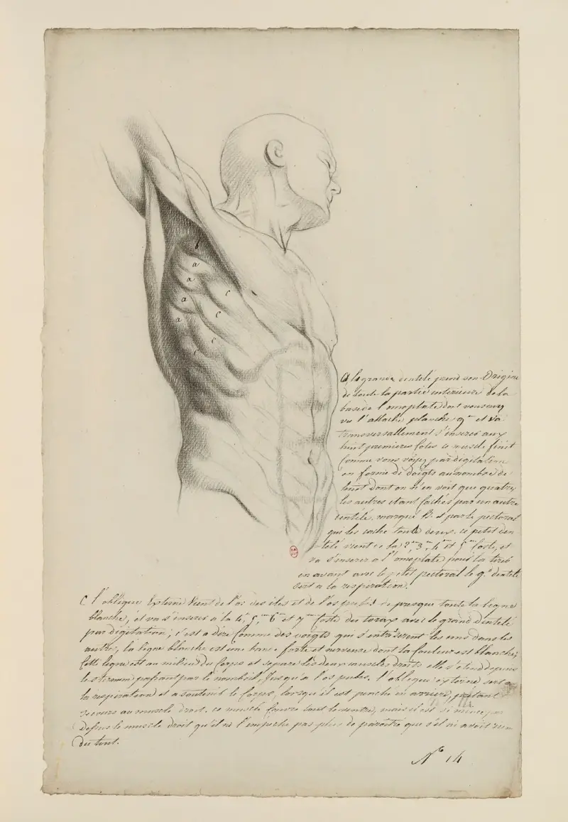 Cahiers d’Anatomie Pl. 13 von Charles Monnet