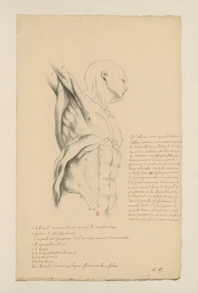 Anatomische Hefte Taf. 14 von Charles Monnet