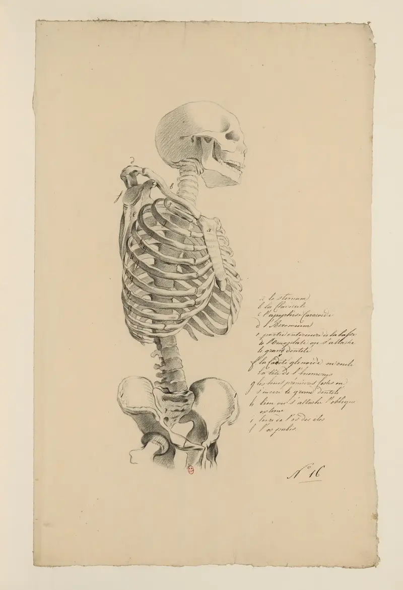 Cahiers d’Anatomie Pl.15 von Charles Monnet