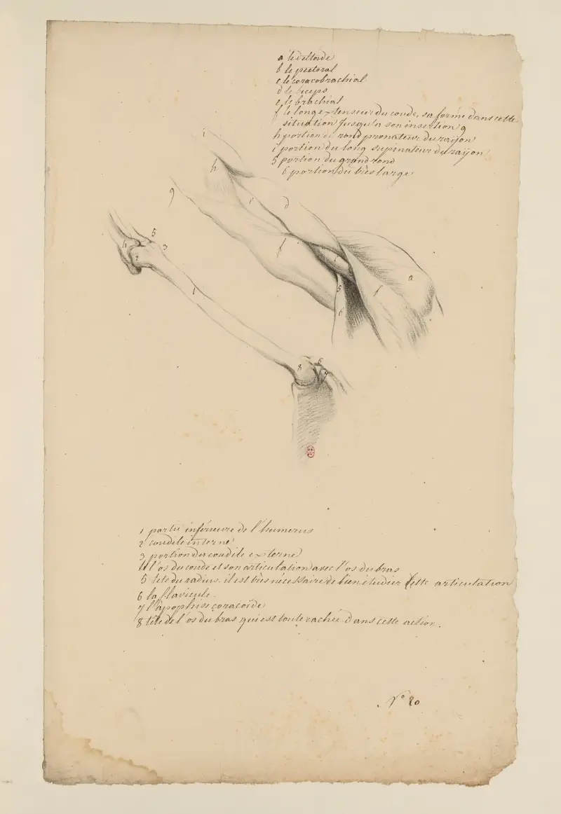 Cahiers d'Anatomie Pl. 19 von Charles Monnet