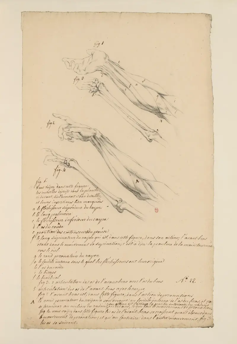 Cahiers d’Anatomie Pl. 21 von Charles Monnet