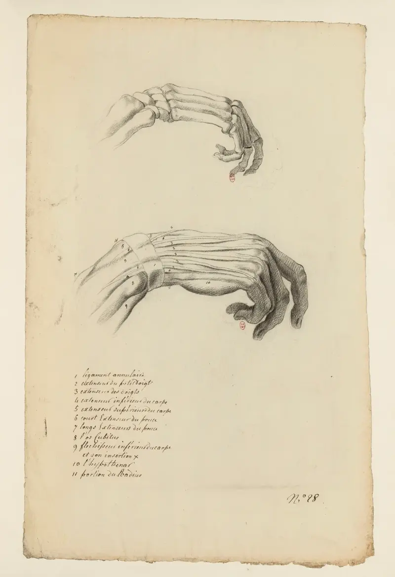 Cahiers d’Anatomie Pl.23 von Charles Monnet