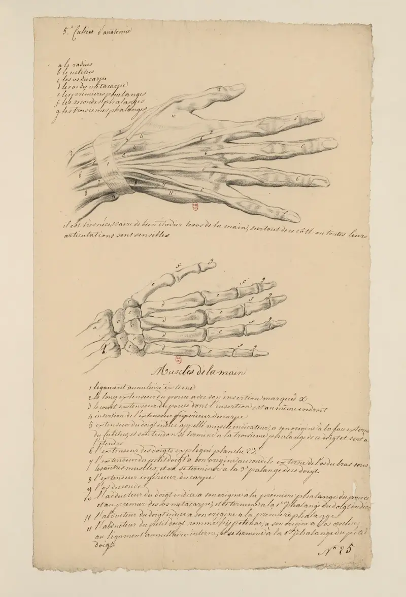 Cahiers d’Anatomie Pl.25 von Charles Monnet