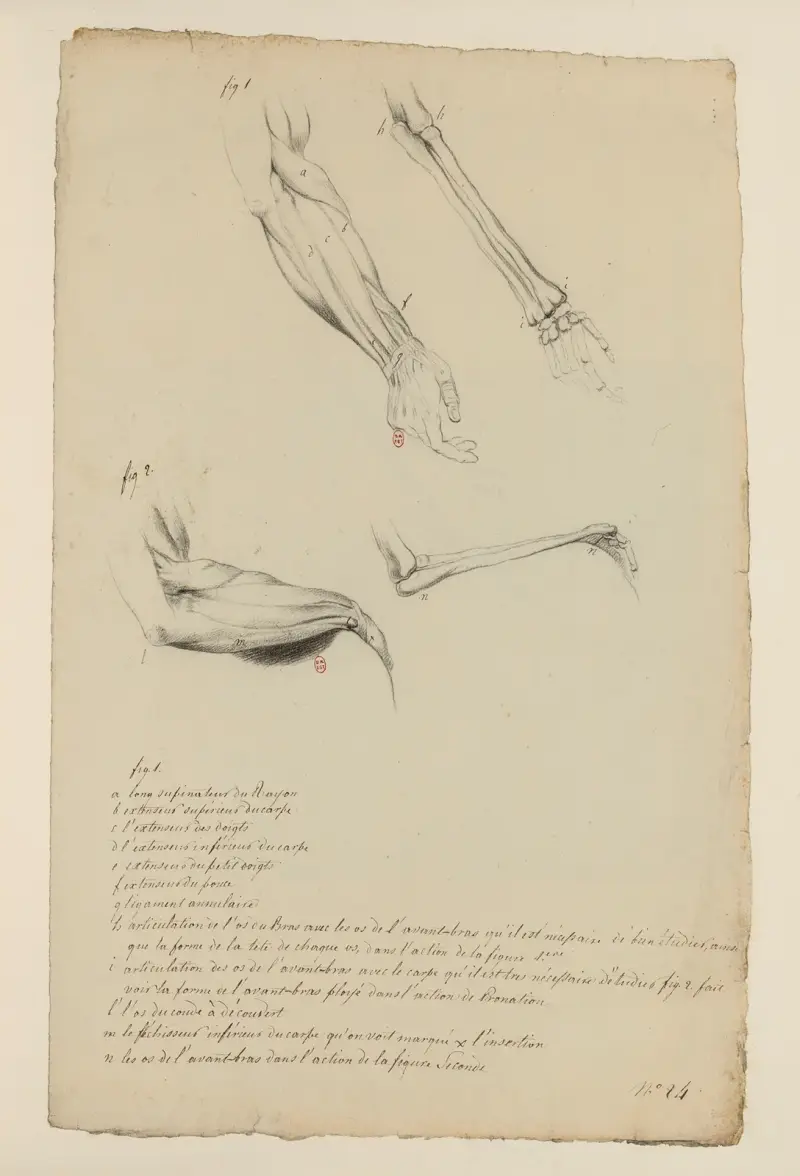 Cahiers d’Anatomie Pl.26 (18. Jahrhundert) von Charles Monnet