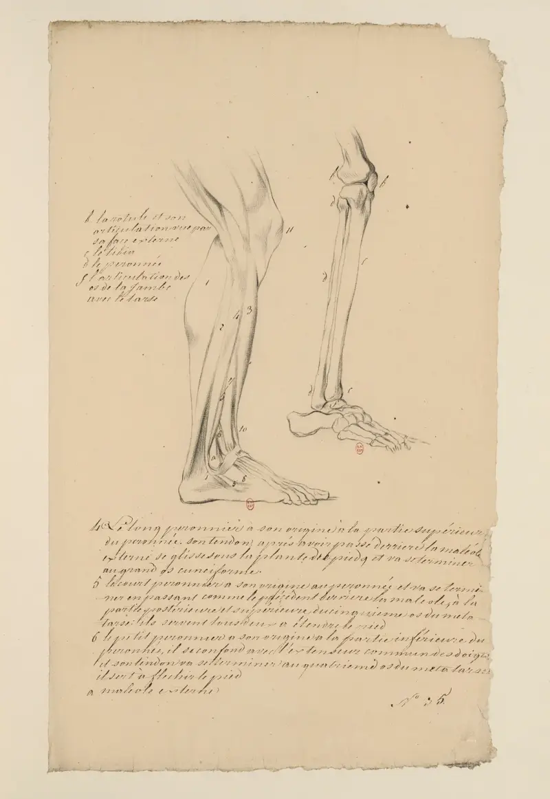 Anatomische Hefte Taf. 29 von Charles Monnet