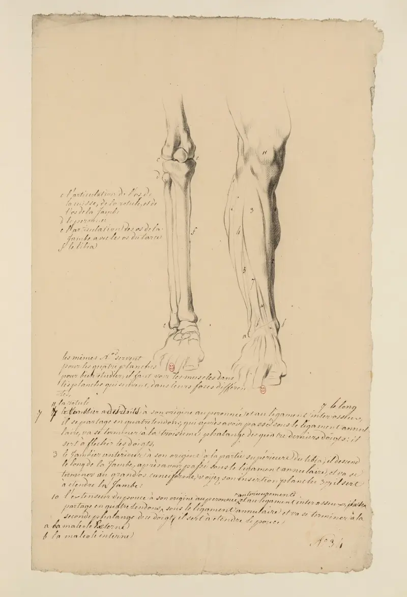 Cahiers d'Anatomie Pl.30 (18. Jahrhundert) von Charles Monnet