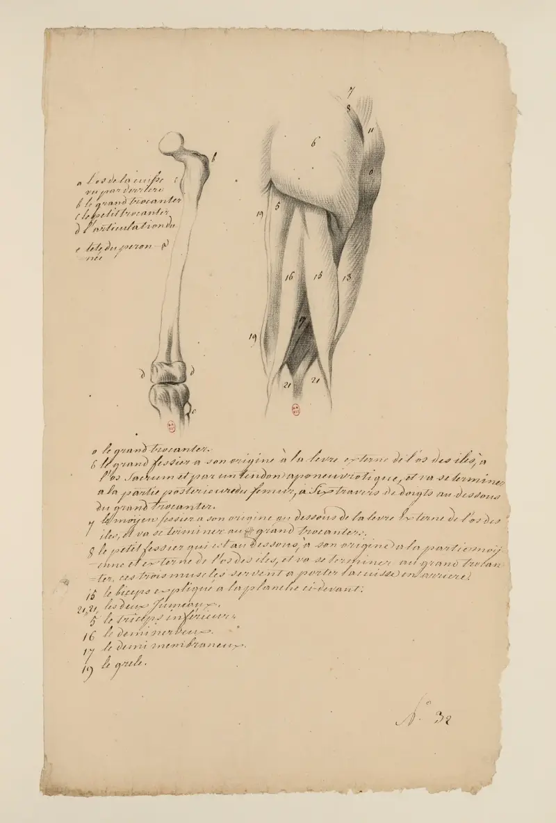 Cahiers d’Anatomie Pl.32 (18. Jahrhundert) von Charles Monnet
