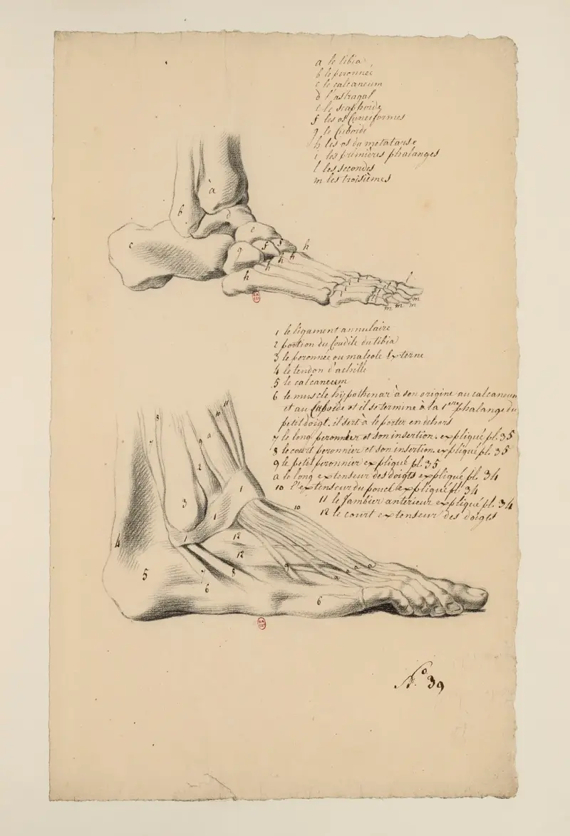 Anatomische Hefte Tafel 35 von Charles Monnet