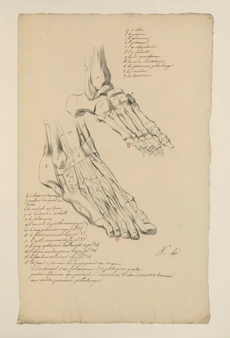 Anatomische Hefte Taf. 36 von Charles Monnet