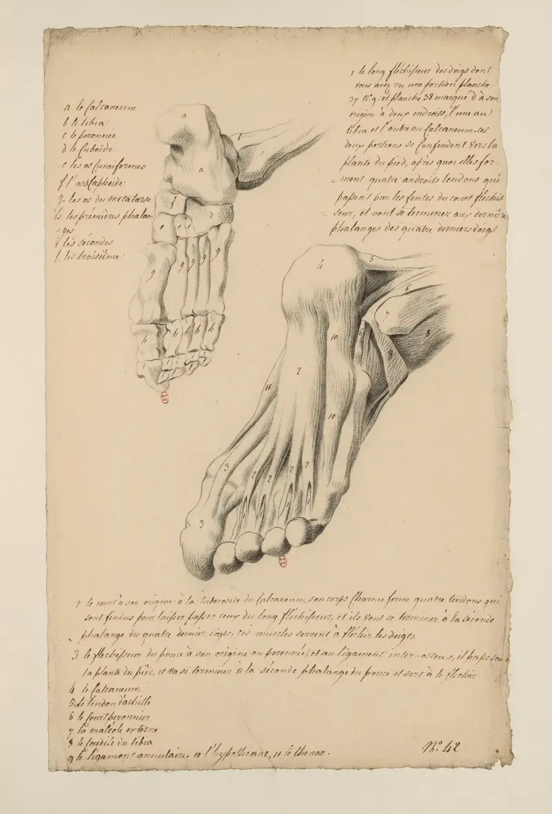 Cahiers d’Anatomie Pl.38 von Charles Monnet