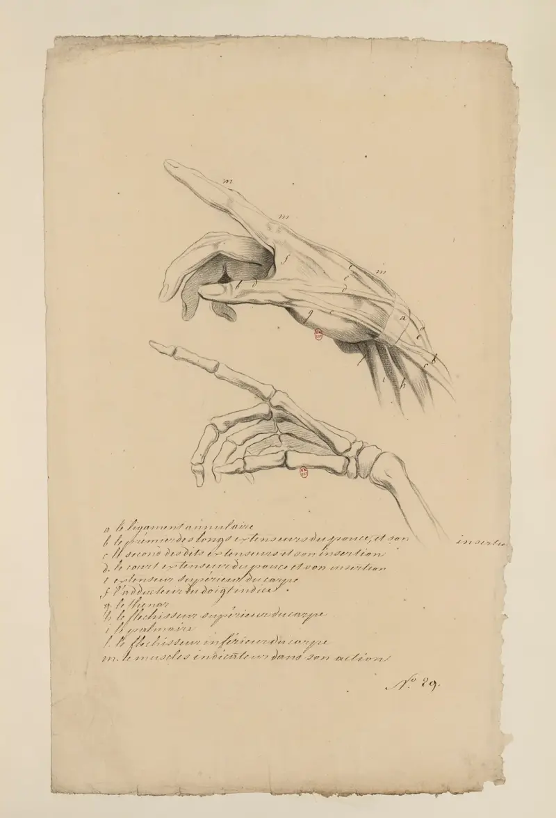 Anatomiehefte Taf. 41 von Charles Monnet