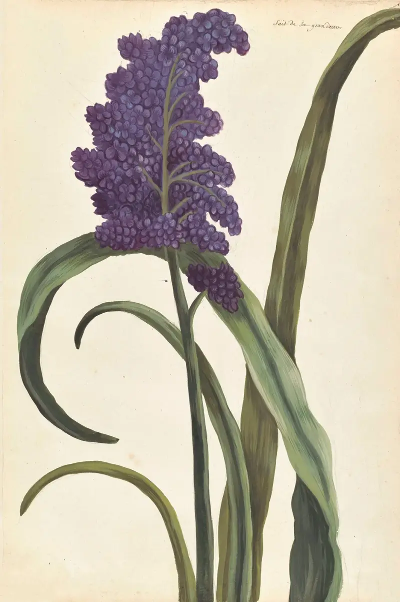 Plantes etrang par Aubriet Pl.028 av Claude Aubriet