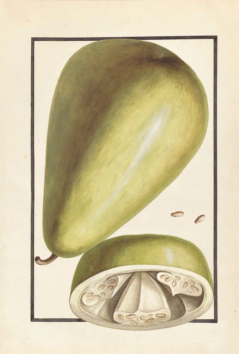 Främmande växter, plansch 37 av Claude Aubriet