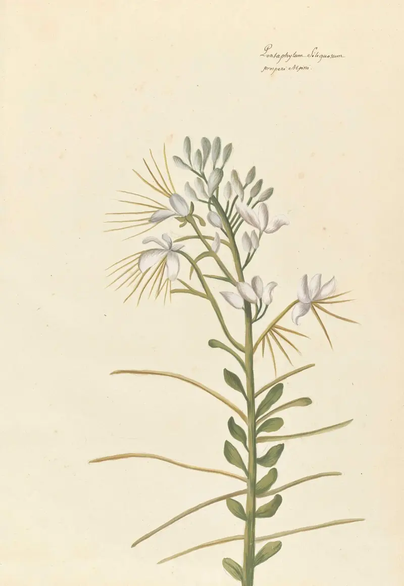 Plantes etrang par Aubriet Pl.039 av Claude Aubriet
